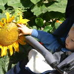 Sunflower Season.