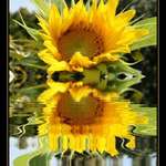 Reflection is a flower of the mind