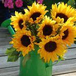 Sunflowers in Watering Can