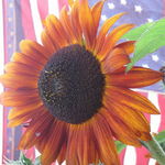 Sunflowers, Stars, and Stripes