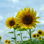 Sunflower Field