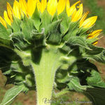 Sunflower behind macro