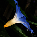 Nature's light