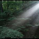 Rays