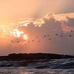 Pelican dawn
