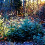 Frosty Morn