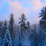 Winter Morning