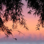 Sunset through Mesquite Tree