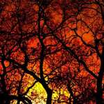 Sunset Through Trees