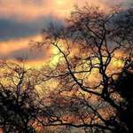 Trees and Clouds