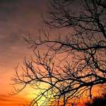 Sunset Through tree