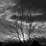 Silver Sunset