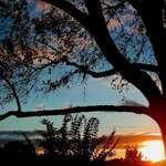 Sunset Tree