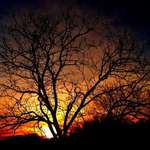 Sun Behind Tree