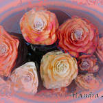 Sunset  Roses ??  Dreamy Imposters