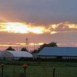 Sunset over Farmland, pumpkins on fenceposts