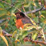 Young Robin at Sunset - Illuminated by the sunrays