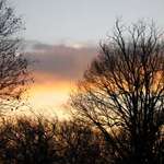 Tree silhouettes