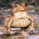 Surprise Toad its Light in the Night Time