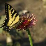 SwallowTailSingle