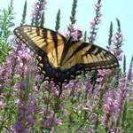 Swallowtail on purple flowers
