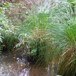 Swamp Grasses