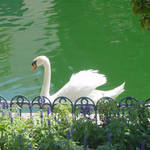 Swan