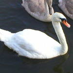 Lone Swan