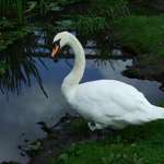 SWAN