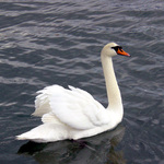 Swan Sailing