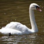 Swan