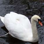 Swan