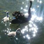 Mother and Babies