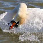 Swan loving its Bath
