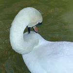 Swan preening - water droplets on its back