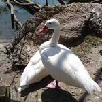 Two Swans