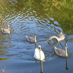 Swan Lake