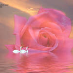 swans