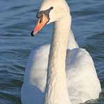 Swan Beauty at Sundown