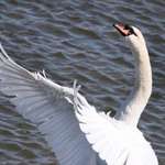 Swan 