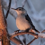 Sweet light Nuthatch