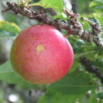 Sweet Plum