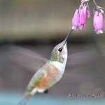 Sweet Hummingbird