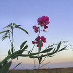 Sunset beach flower - wild sweetpea with tendrils
