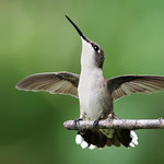 Taking Flight
