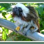 Tamarin monkey