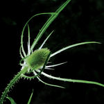 Teasel Abstract