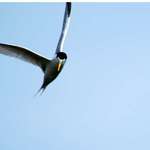 Tern
