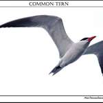 Tern, Tern, Tern