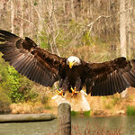  The American Bald Eagle